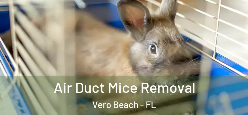  Air Duct Mice Removal Vero Beach - FL